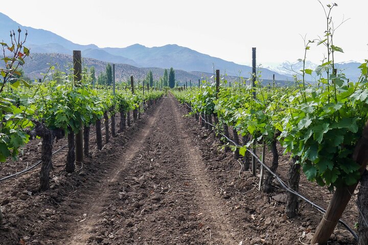 Inca Lagoon in Andes Mountain Range - Visit Local Vineyard with Tasting included