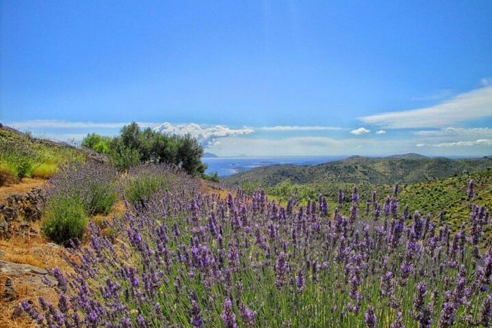 Hvar: Island tour with Wine and Olive Oil Tasting