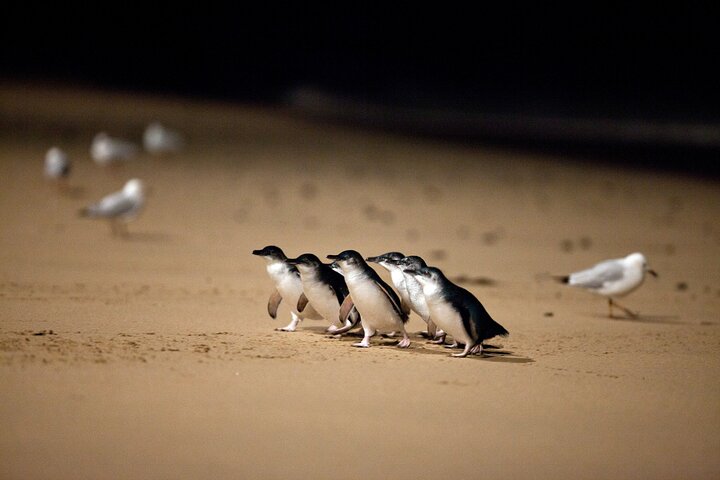 Phillip Island Penguin and Koala Highlights Day-Trip from Melbourne
