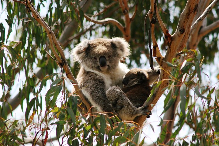 Phillip Island Penguin and Koala Highlights Day-Trip from Melbourne