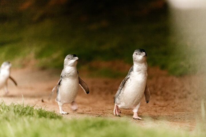 Phillip Island Penguin and Koala Highlights Day-Trip from Melbourne