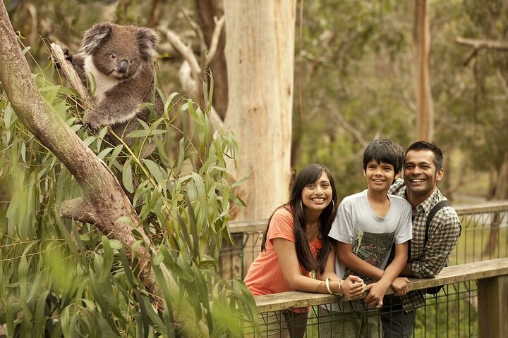 Phillip Island Penguin and Koala Highlights Day-Trip from Melbourne