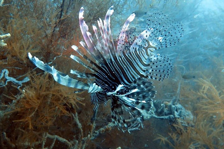 PADI Discover Scuba Diving - introduction program for beginners