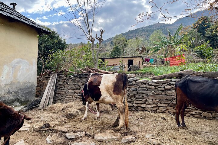 3 Day Village Homestay Experience with Local Guide from Shimla