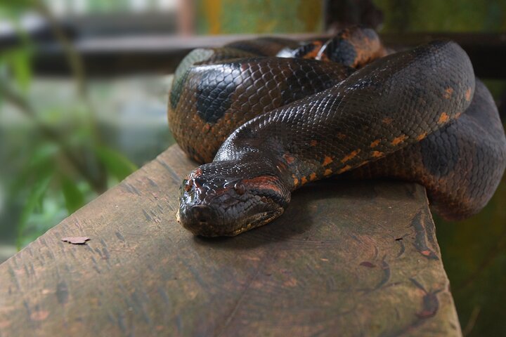 4 Days All Inclusive Jungle Tour from Iquitos at Maniti Eco Lodge