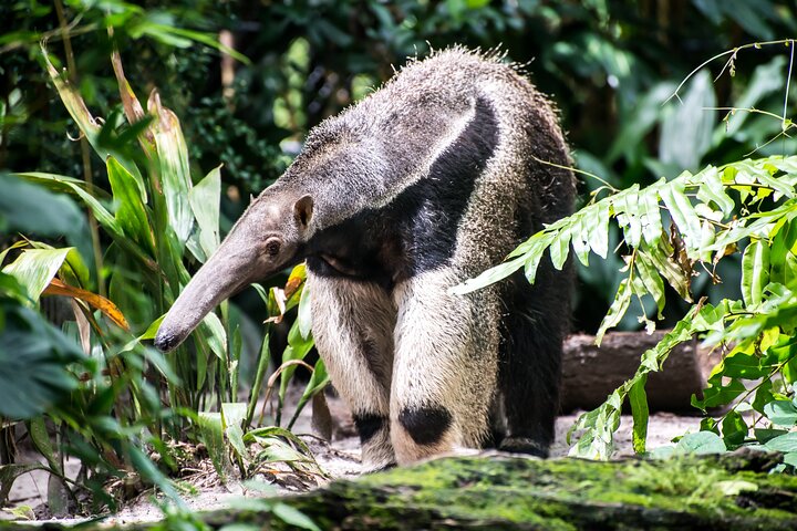 4 Days All Inclusive Jungle Tour from Iquitos at Maniti Eco Lodge