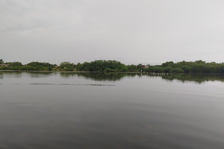 Navigate the Mangroves of Cartagena in a Canoe
