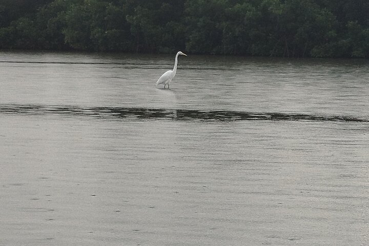 Navigate the Mangroves of Cartagena in a Canoe