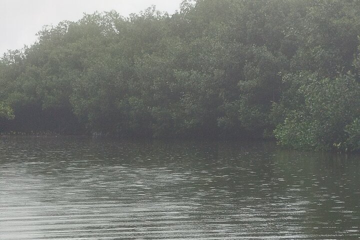 Navigate the Mangroves of Cartagena in a Canoe