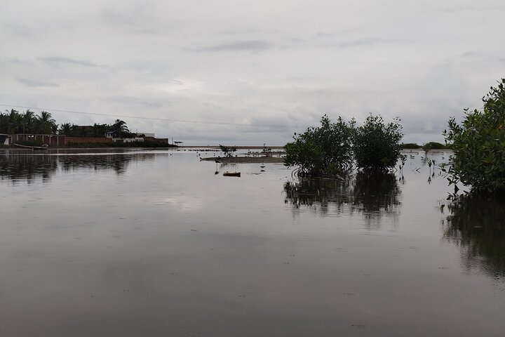 Navigate the Mangroves of Cartagena in a Canoe