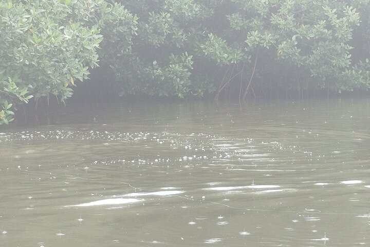 Navigate the Mangroves of Cartagena in a Canoe