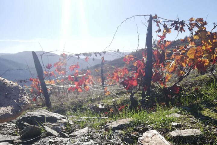 PRIVATE DOURO WINE EXPERIENCE An Immersive Full-Day Journey