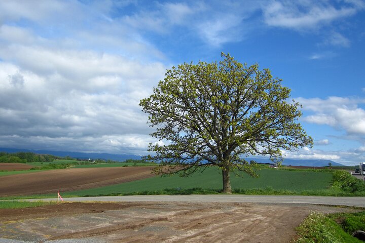[Biei/Furano] One-day sightseeing by private car!