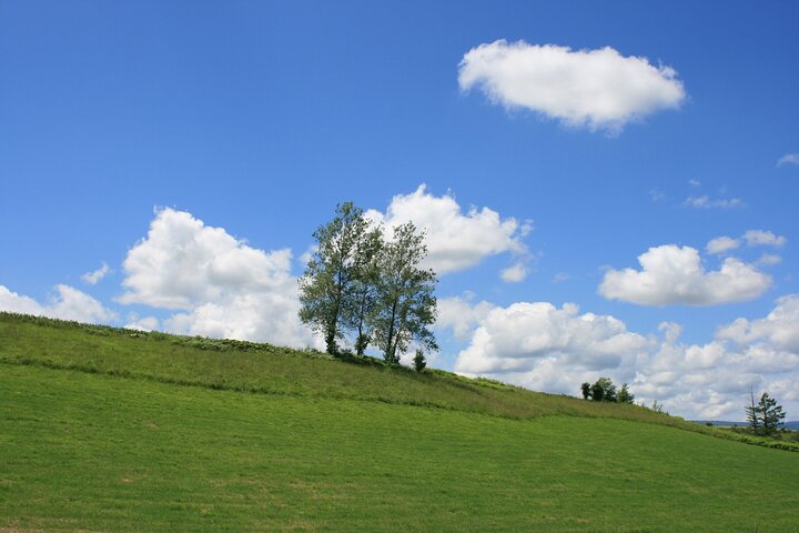 [Biei/Furano] One-day sightseeing by private car!