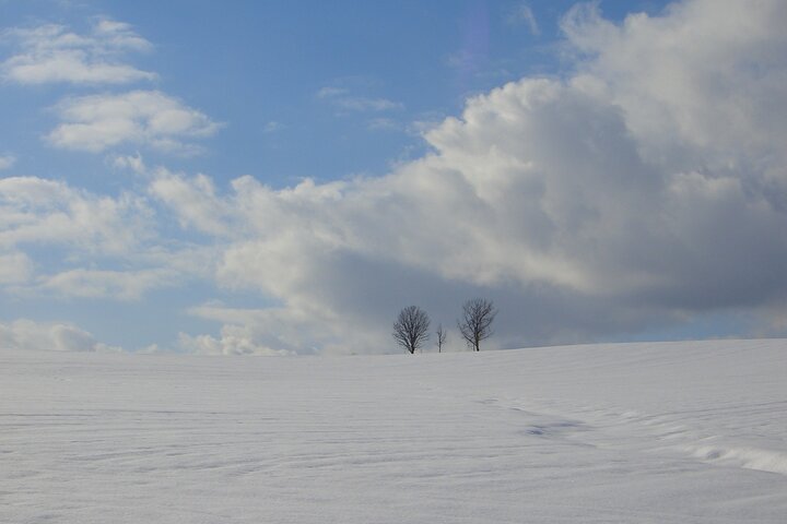 [Biei/Furano] One-day sightseeing by private car!