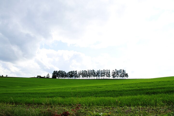 [Biei/Furano] One-day sightseeing by private car!