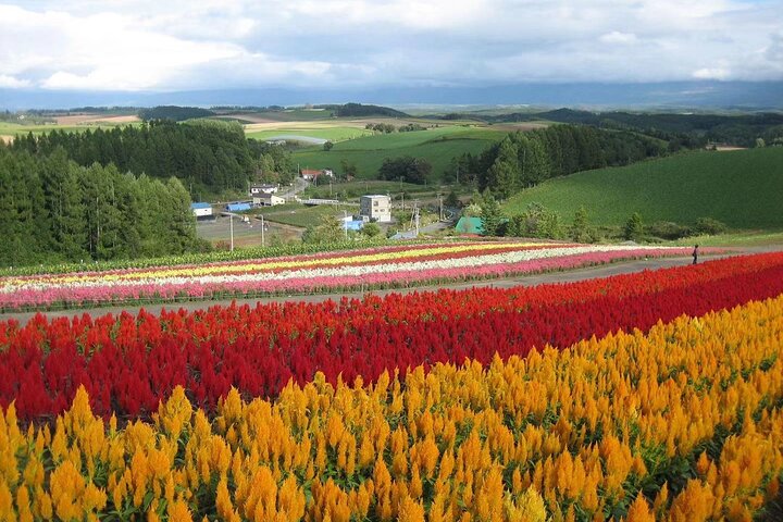 [Biei/Furano] One-day sightseeing by private car!