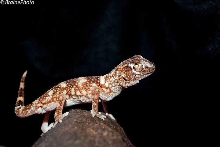 Namib Desert Night Walk