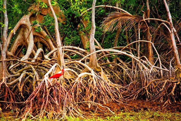 Belem & Marajo Island - Private Multi Day Tour