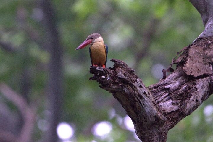 Sigiriya, Kandy to Ella TRain Ride plus Up Country TEA[B&B Basis]