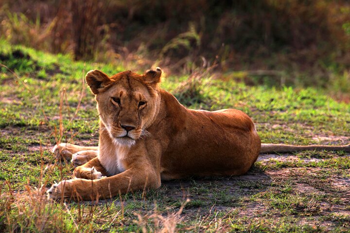 3 Days Masai Mara Group Joining Budget Safari