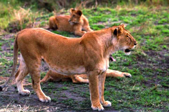 3 Days Masai Mara Group Joining Budget Safari