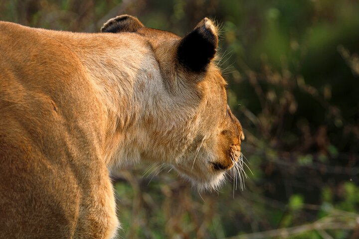 3 Days Masai Mara Group Joining Budget Safari