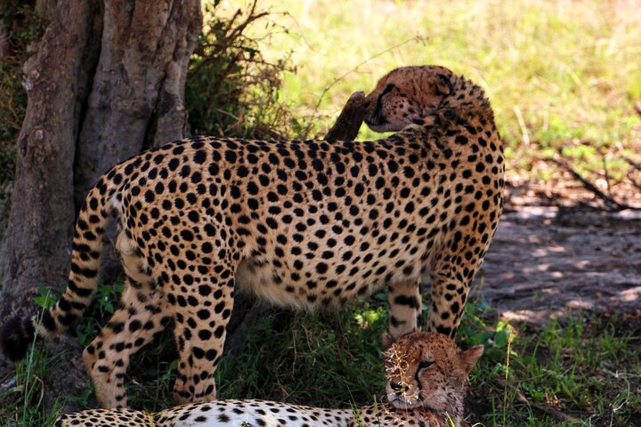 3 Days Masai Mara Group Joining Budget Safari