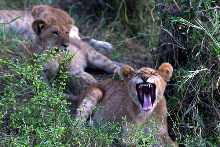 3 Days Masai Mara Group Joining Budget Safari