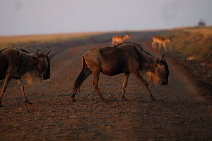3 Days Masai Mara Group Joining Budget Safari