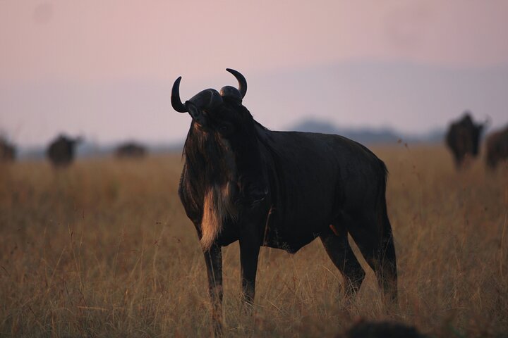 3 Days Masai Mara Group Joining Budget Safari