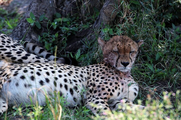 3 Days Masai Mara Group Joining Budget Safari