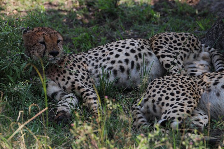 3 Days Masai Mara Group Joining Budget Safari