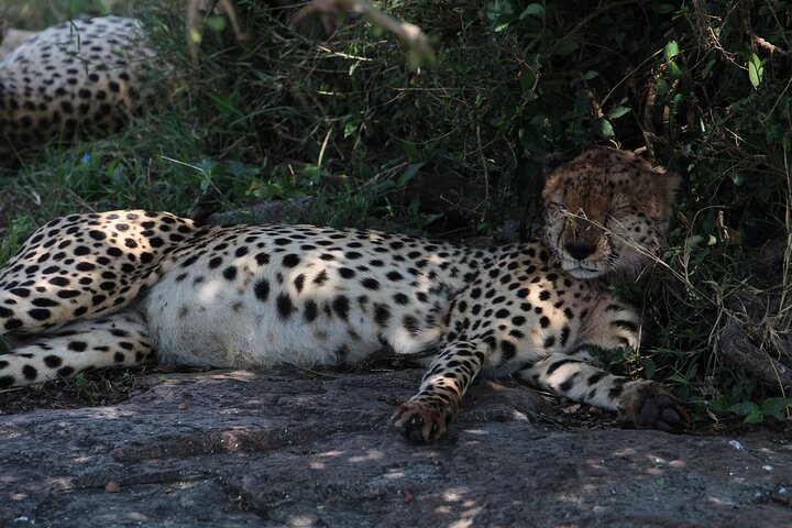 3 Days Masai Mara Group Joining Budget Safari