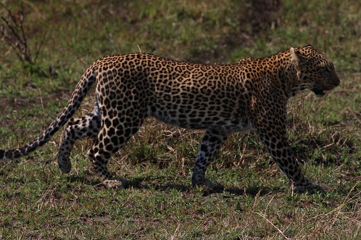 3 Days Masai Mara Group Joining Budget Safari