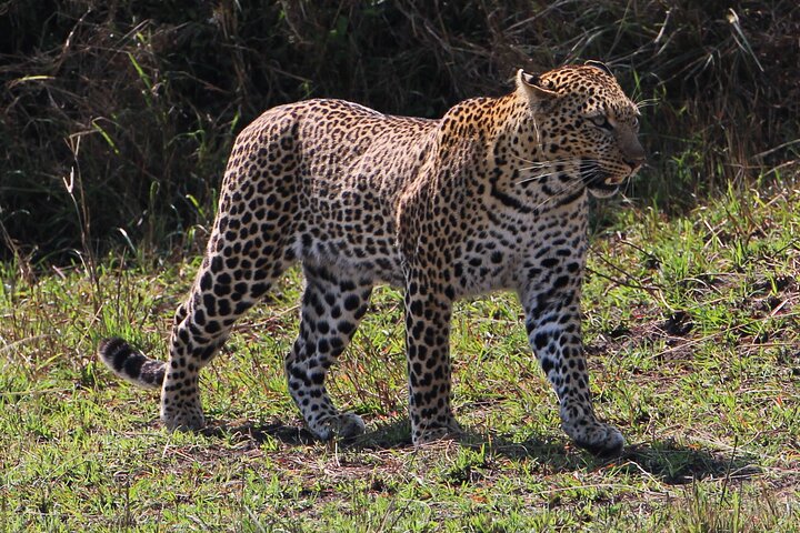 3 Days Masai Mara Group Joining Budget Safari