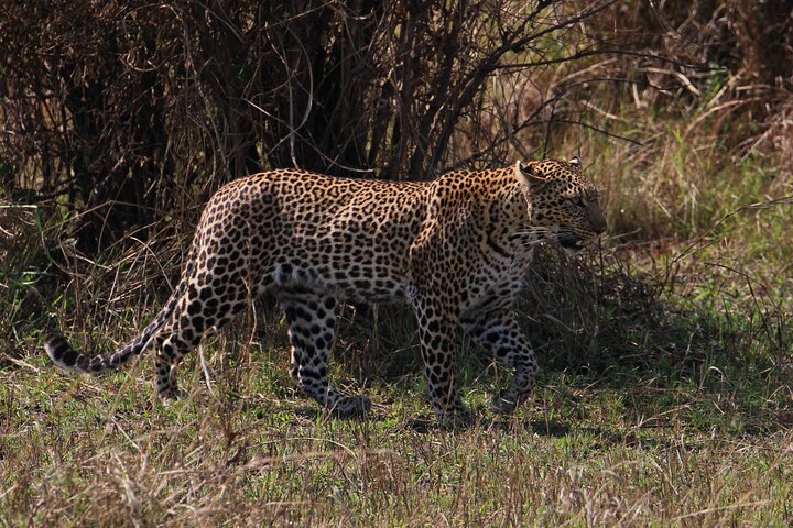 3 Days Masai Mara Group Joining Budget Safari