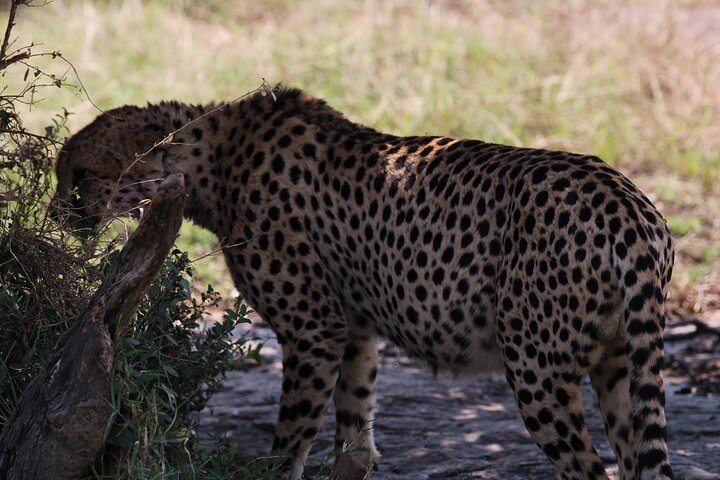 3 Days Masai Mara Group Joining Budget Safari