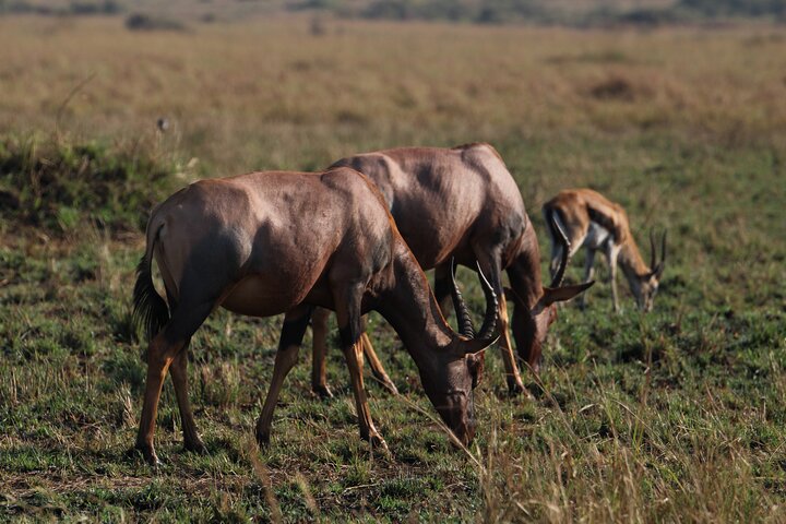 3 Days Masai Mara Group Joining Budget Safari