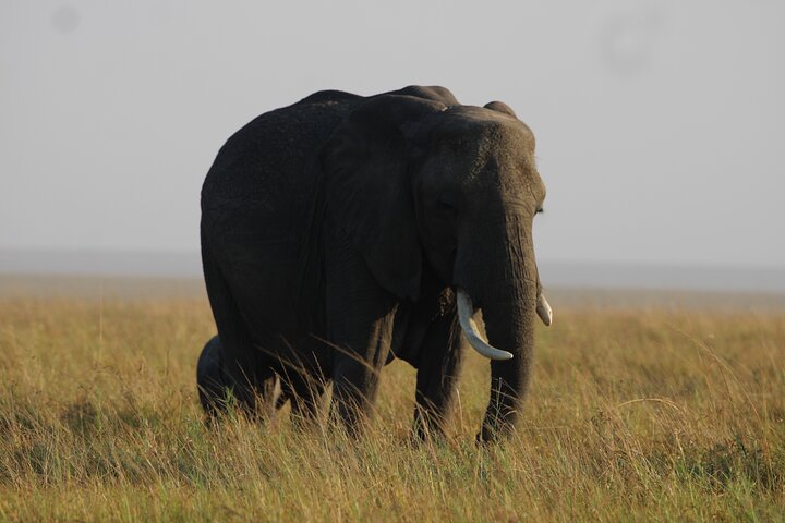 3 Days Masai Mara Group Joining Budget Safari
