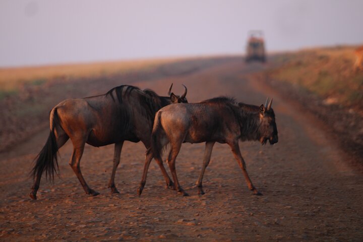 3 Days Masai Mara Group Joining Budget Safari