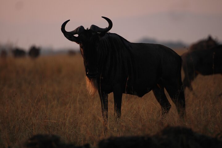 3 Days Masai Mara Group Joining Budget Safari
