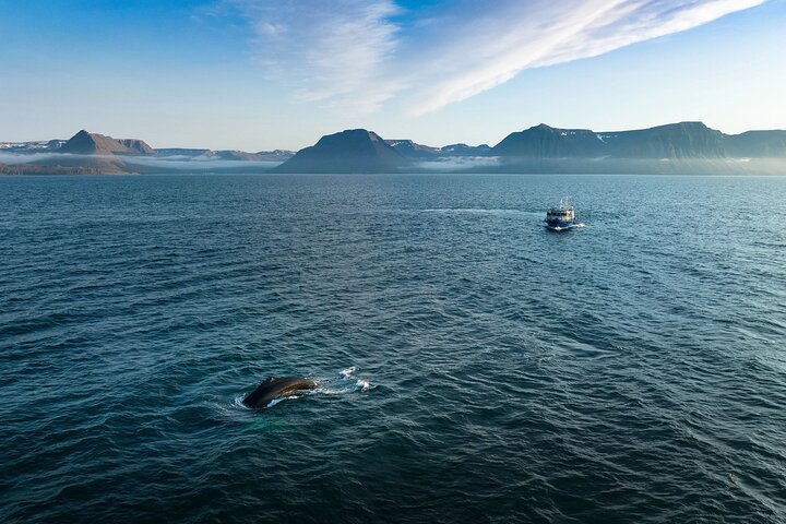 Westfjords Whale Watching