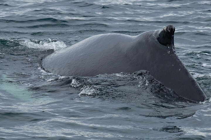 Westfjords Whale Watching