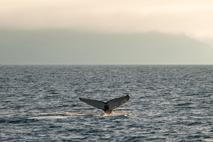 Westfjords Whale Watching