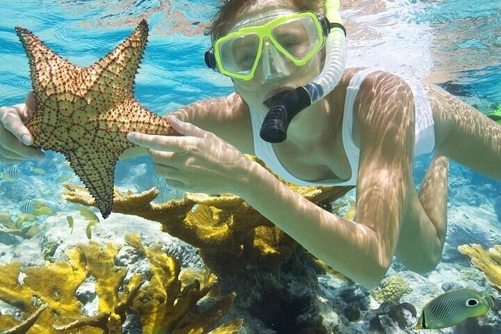 Rose Island Adventure Snorkel Sea Turtles and Private Beach
