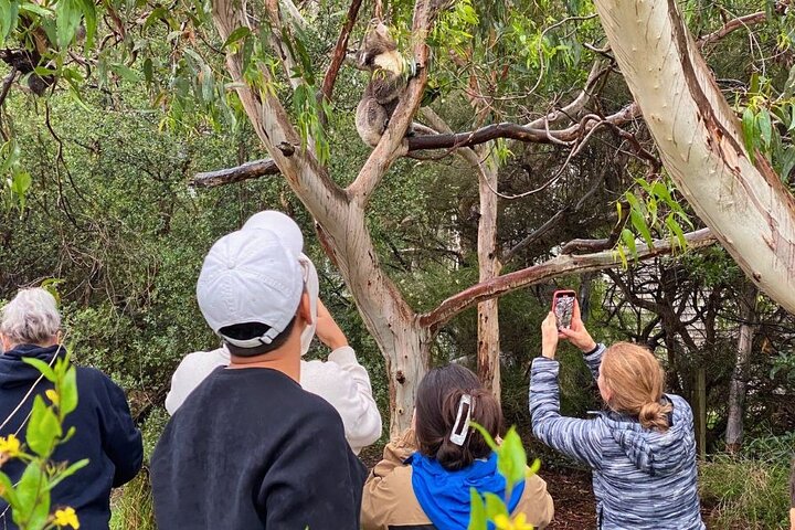 Great Ocean Road Small-Group Eco Tour from Melbourne