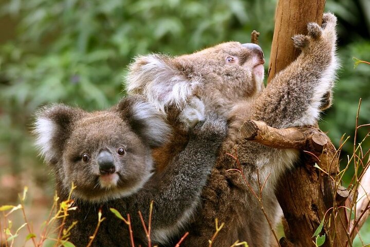 Great Ocean Road Small-Group Eco Tour from Melbourne