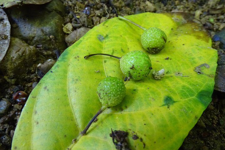 Drake Bay - Private Primary Rainforest Tour (Corcovado Next Door)