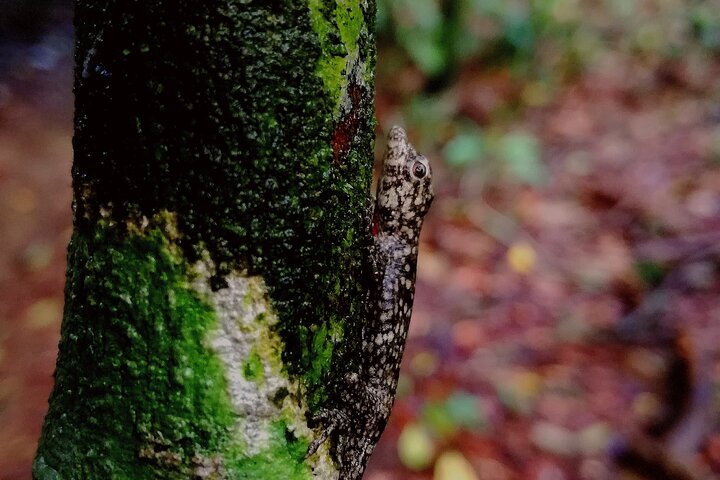 Drake Bay - Private Primary Rainforest Tour (Corcovado Next Door)